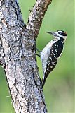 Hairy Woodpecker